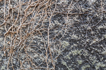 unbelaubte Efeuranken an einer Steinmauer