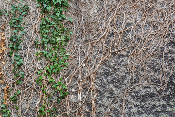 unbelaubte Efeuranken an einer Steinmauer