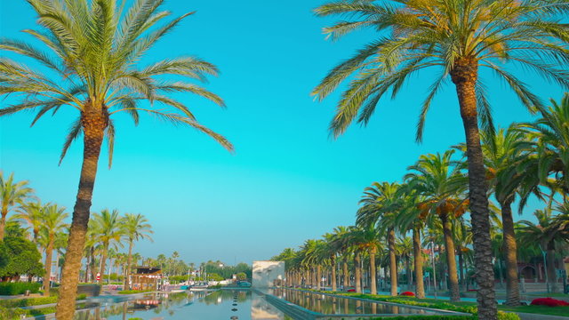 Palm trees background