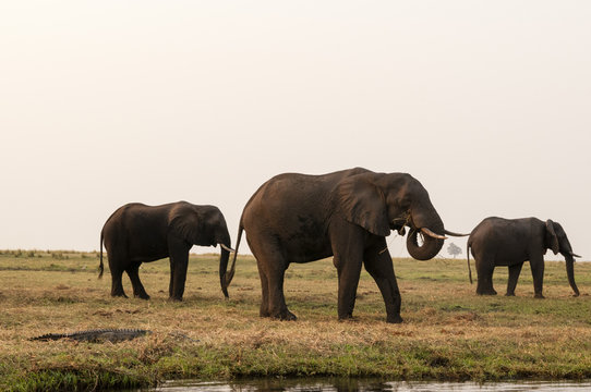African elephants (Loxodonta africana), Chobe National Park, Botswana