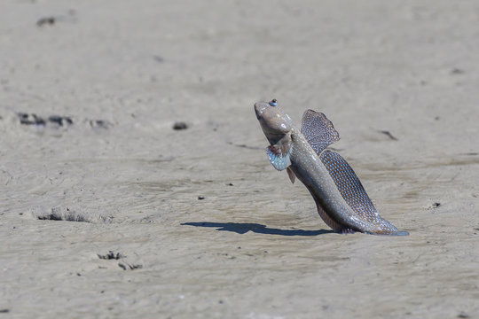 An adult male mudskipper, subfamily Oxudercinae, displaying to other males on the Hunter River, Kimberley, Western Australia
