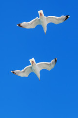 fliegende Möwen