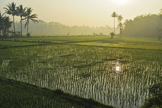Rice field, near Borobodur, Kedu Plain, Java, Indonesia