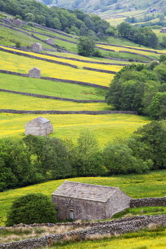 Field barns in buttercup meadows near Thwaite in Swaledale, Yorkshire Dales, Yorkshire