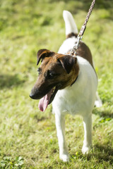 Fox or jack russel terrier outdoor