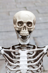 Obraz na płótnie Canvas Skelett mit Totenschädel