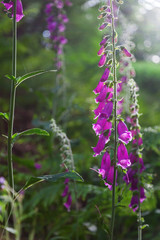 Fingerhut am Waldrand