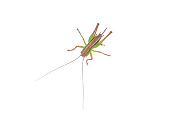 Green brown grasshopper on a white background