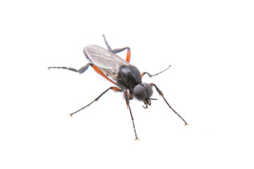 Fly with long foots on a white background