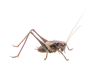 Cricket on a white background
