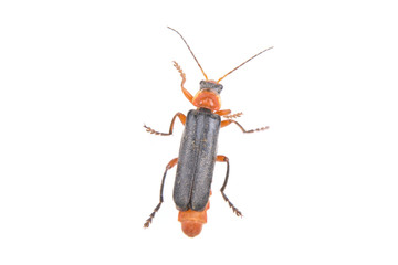 Soldier beetle on a white background
