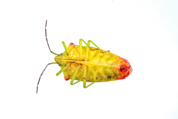 Shield bug on a white background