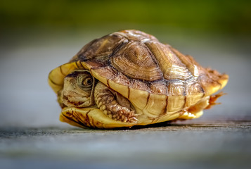 Turtle Hiding in Shell - 88371671