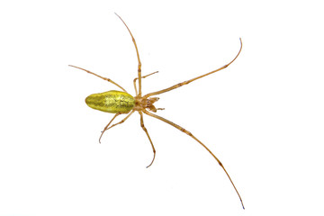 Green spider on a white background