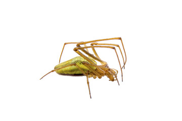 Green spider on a white background