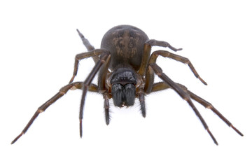 Dark brown spider on a white background