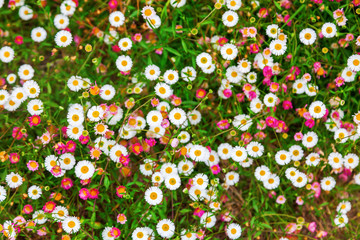 Gänseblümchenteppich