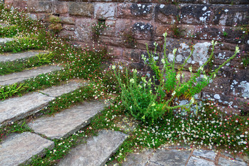 mit Gänseblümchen bewachsene Steintreppe