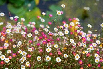 Gänseblümchen © Christian Müller