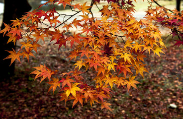 bright autumn leaves in the natural environment