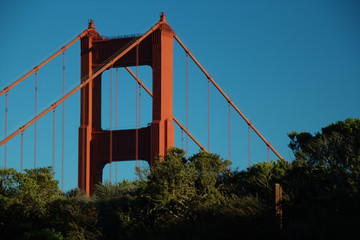 Top of the Golden Gate Bridge and trees