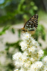 Бабочка и цветок