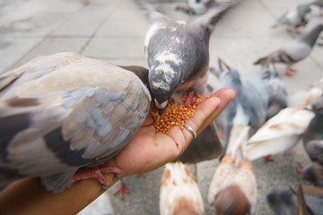 Feeding