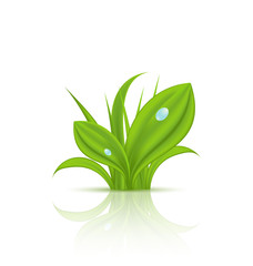 Obraz premium Green grass with drops isolated on white background