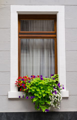  window in the house with flowers