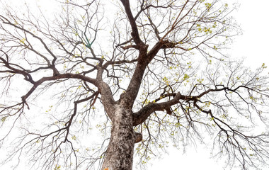 Tree with branches on white sky
