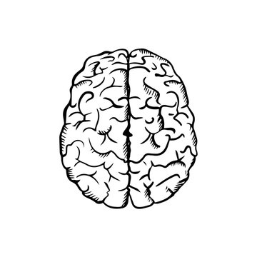 Human brain sketch in ouline style