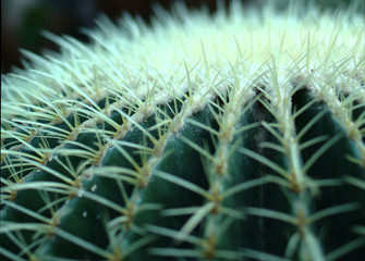 Cactus needles closeup