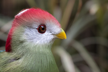Close up of a Black Cheeked Lovebird. Agapornis Nigrigensis.