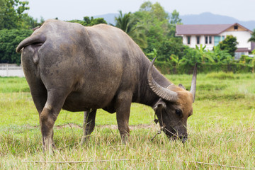 Naklejka na ściany i meble Mammal animal, Thai buffalo in grass field