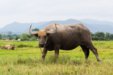 Mammal animal, Thai buffalo in grass field