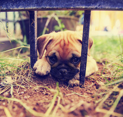 a cute pug chihuahua mix puppy - chug, digging in the dirt 