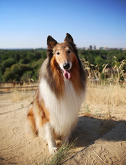 a collie posing for the camera up above a city during a hot summer