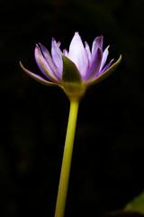 macro blooming lotus