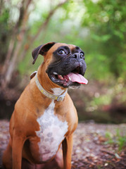 Adult Boxer Portrait In A Natural Outdoor Setting with her tongu