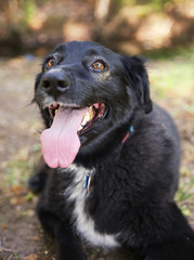 an australian shepherd dog out in nature looking at a ball to be