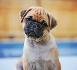 a cute chihuahua pug mix puppy (chug) looking at the camera 