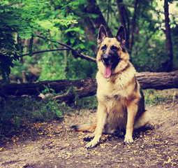 a german shepherd dog out in nature looking at a ball to be thrown