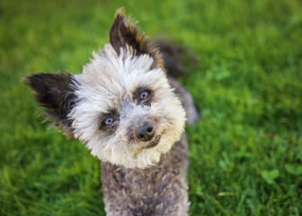 cute poodle chihuahua mix senior female dog sitting in clover 