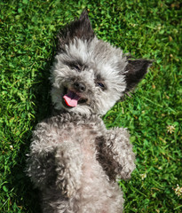 cute poodle chihuahua mix senior female dog rolling in clover grass