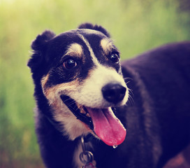  a dog out in nature looking at a ball to be thrown