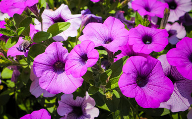 Purple Flowers

