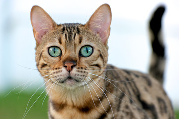 Naklejka na ściany i meble Brown spotted Bengal Cat with aqua colored eyes