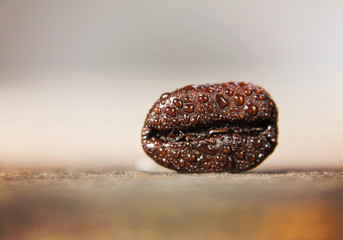 a chihuahua with a furry coat and goggle on isolated on a white