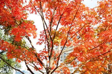 Fototapeta premium boston common