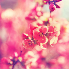 pretty spring tree flowers blooming in the spring toned with a r